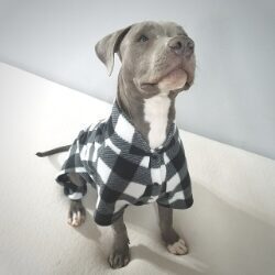 Pitbull Pajamas