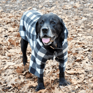 black lab in pajamas