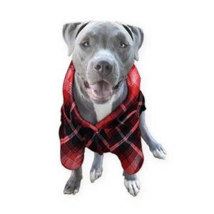 dog pajamas for big dogs