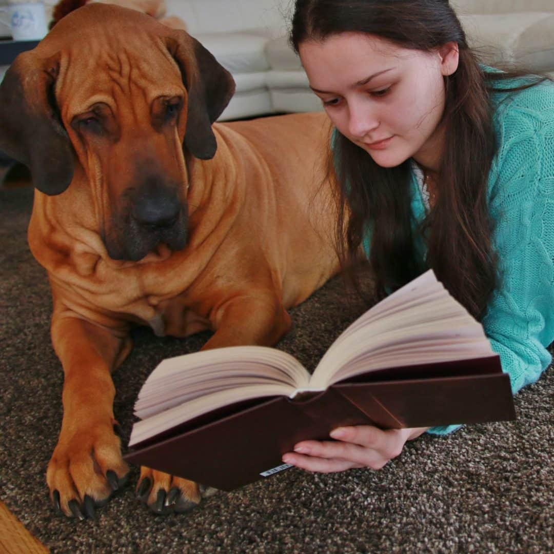 World book day with big dog closet