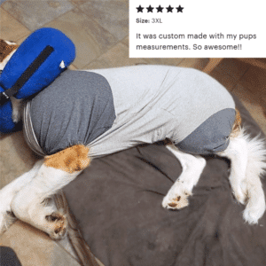 Dog wearing anti-itch recovery suit for hot spots.