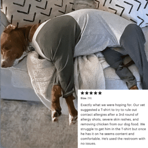 Large dog in anti-itch recovery suit for skin allergies.