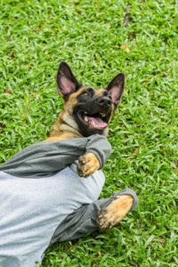 dog shedding