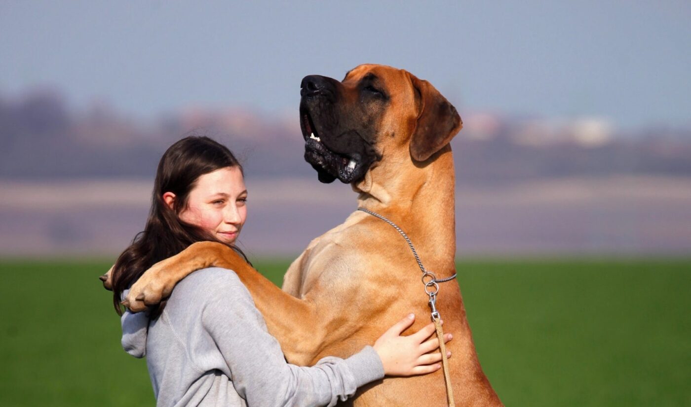 Big Breed Dog