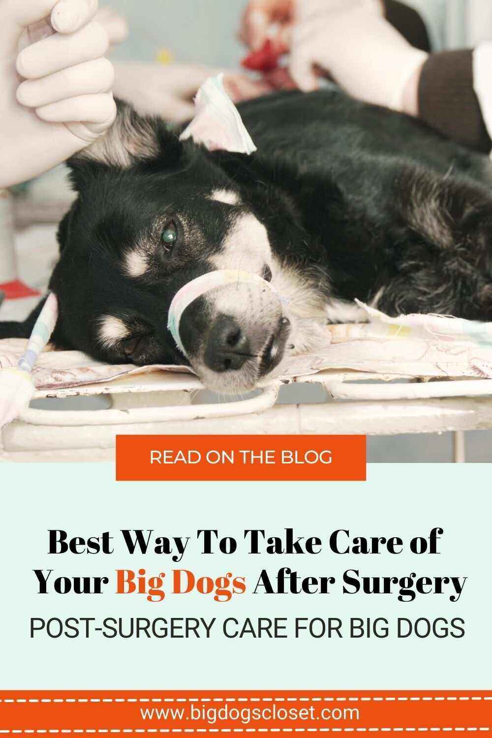 Article-about-the Best-Post-Care-Surgery-For-Big-Dogs