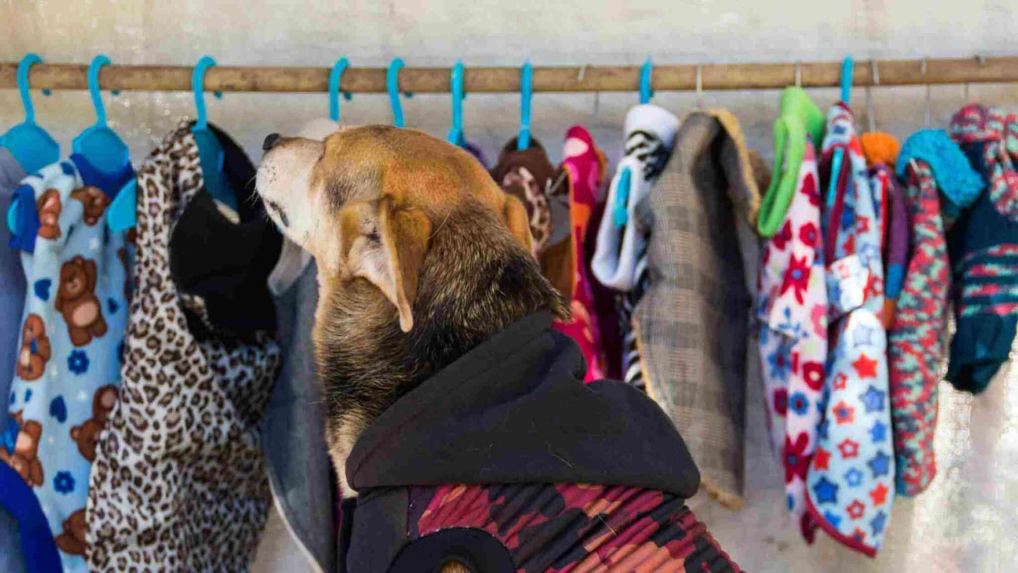 in this article you will learn how to choose the right clothes for big dogs