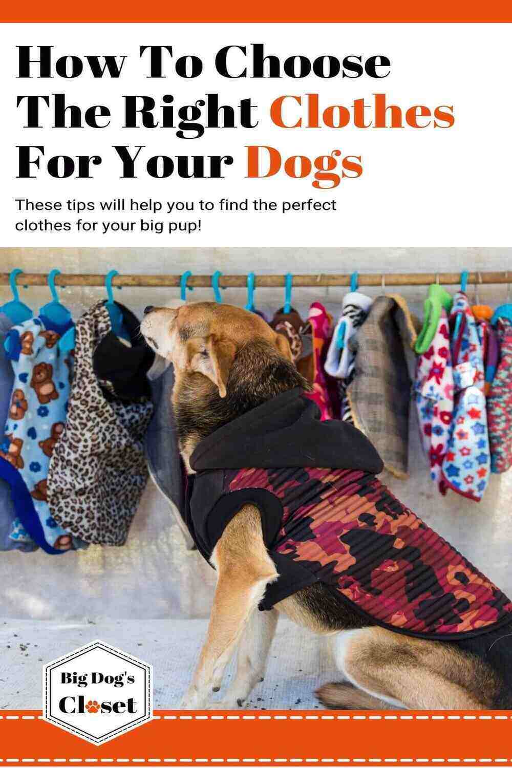 In this article you will learn how to choose the right clothes for your big dogs