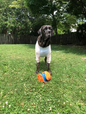 Large Dog Wearing Dog Clothes