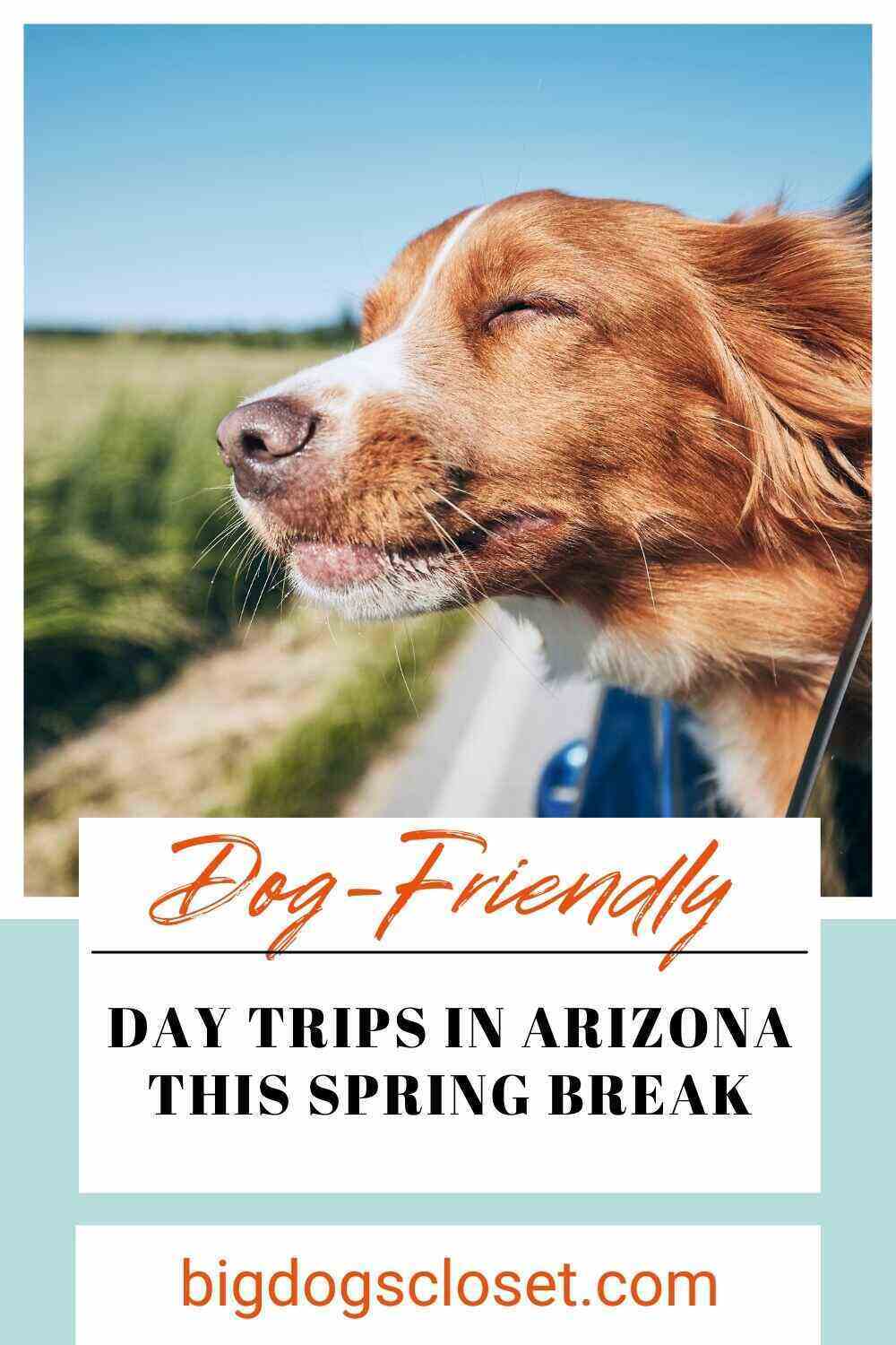 Dog Friendly Places In Arizona 