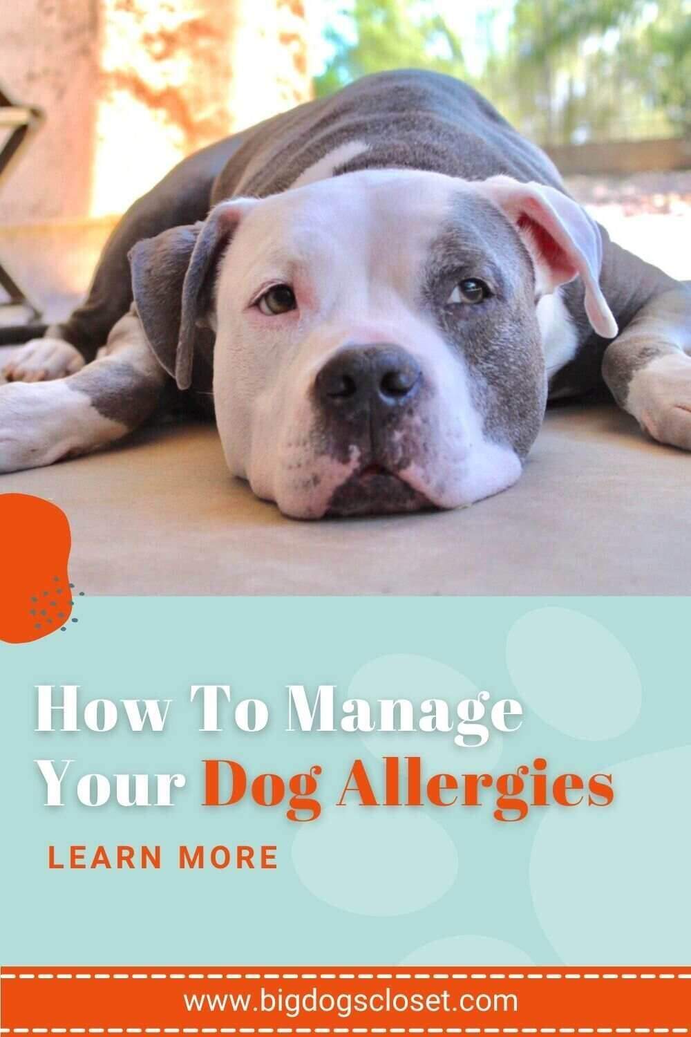 how_to_manage_your_dog_allergies_this_spring_season