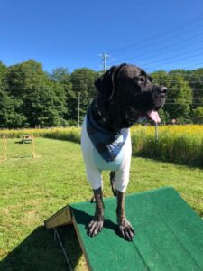 Spring/Summer Dog Shirt For Big Dogs