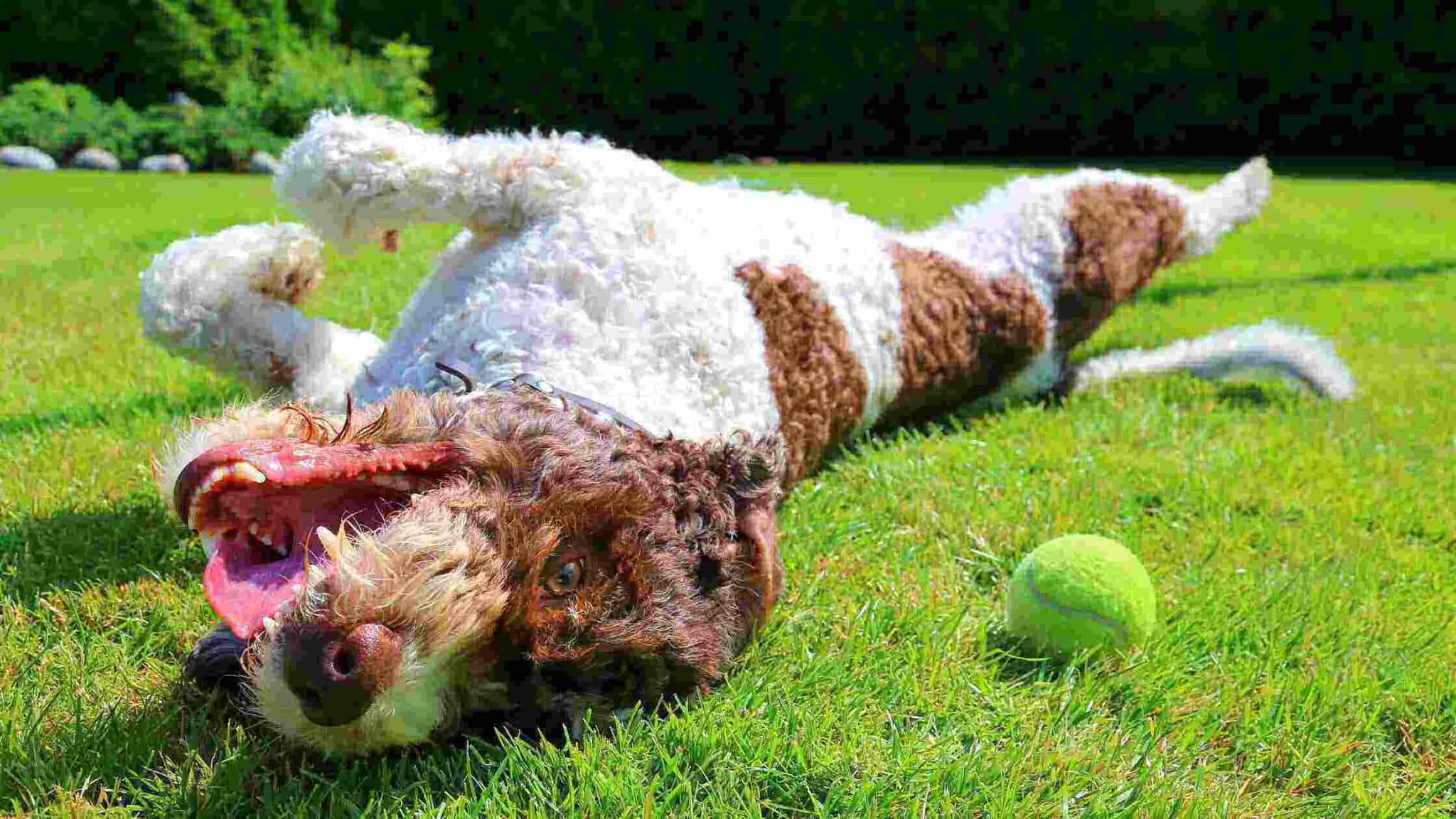 Another unique and rewarding way to bond with your big dog is through agility training. This type of exercise involves setting up an obstacle course for your pup to navigate through, which can include jumps, tunnels, and ramps. Not only is agility training a fun way to challenge your dog's physical abilities, but it also requires a great deal of focus and communication between you and your furry friend.