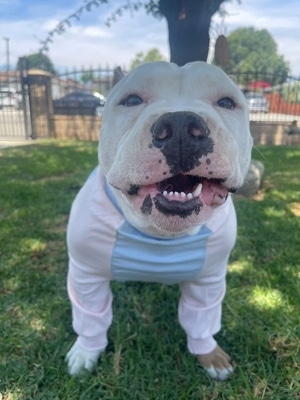 Large Dog Tee, a american bully wearing summer tee