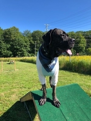 Great Dane wearing large dog summer tea