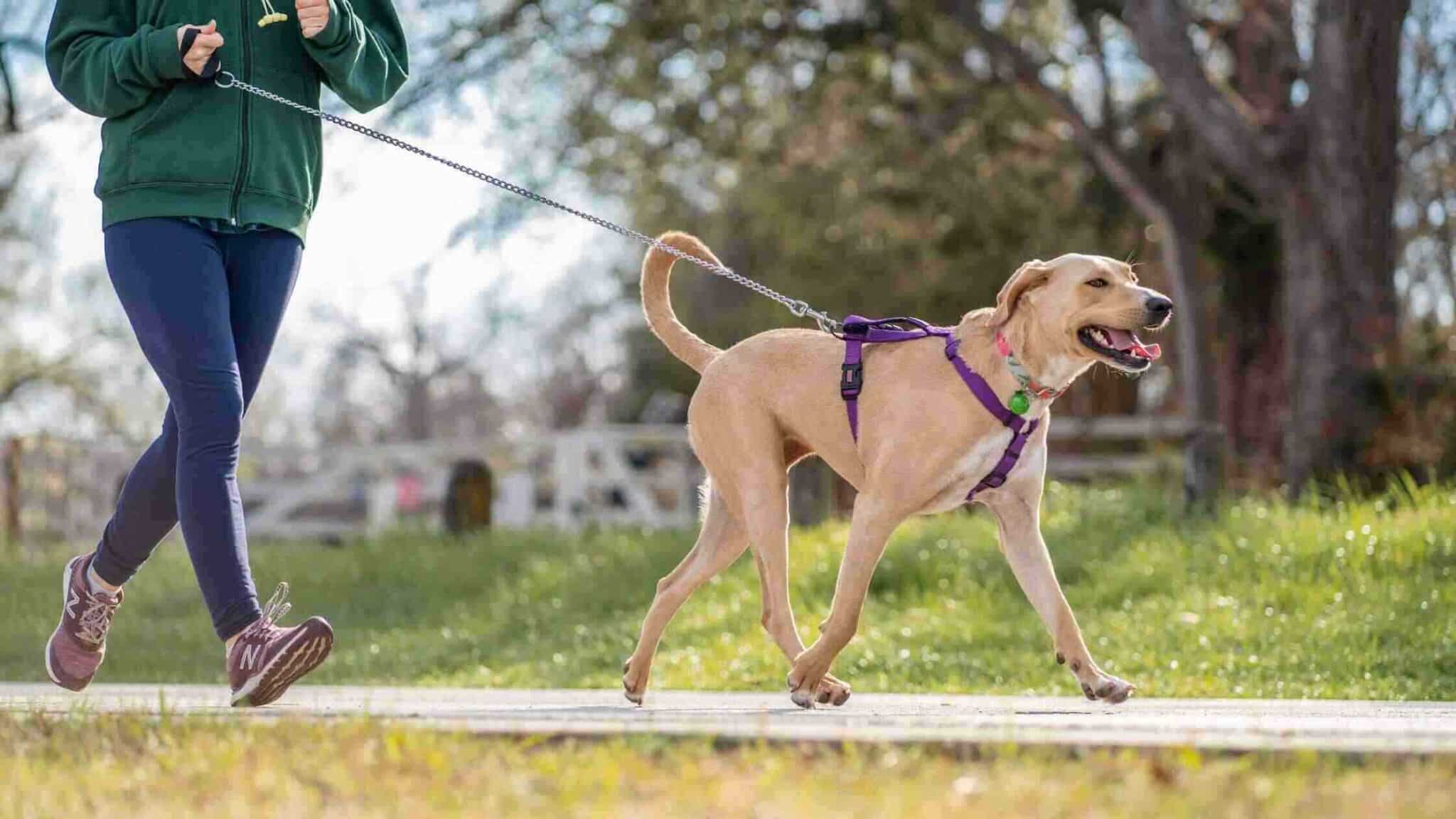 In addition to the physical benefits, jogging with your big dog can strengthen your bond and improve your relationship. The shared experience of exercising together can create a sense of partnership and trust between you and your furry friend.