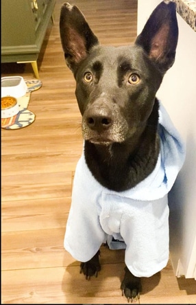 Dog Bathrobe For Large Dogs