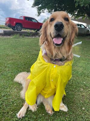 Waterproof Raincaot For Large Dogs