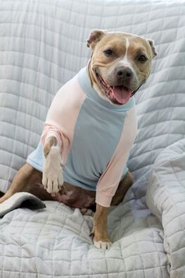 Dog Summer Shirt For Big Dogs