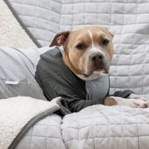 Surgery Recovery Suit For Big Dogs, for pitbull