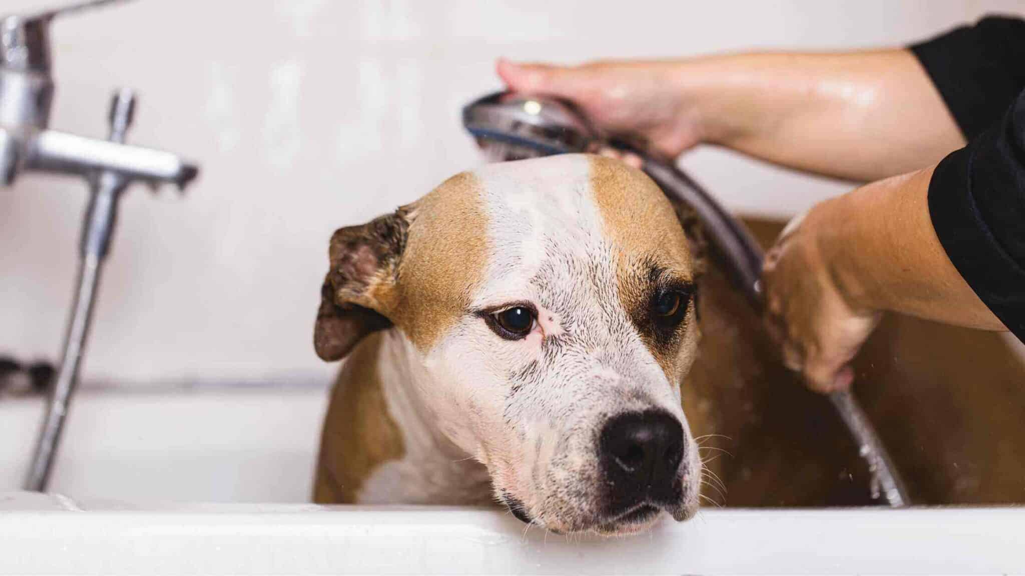 Dog taking a bath