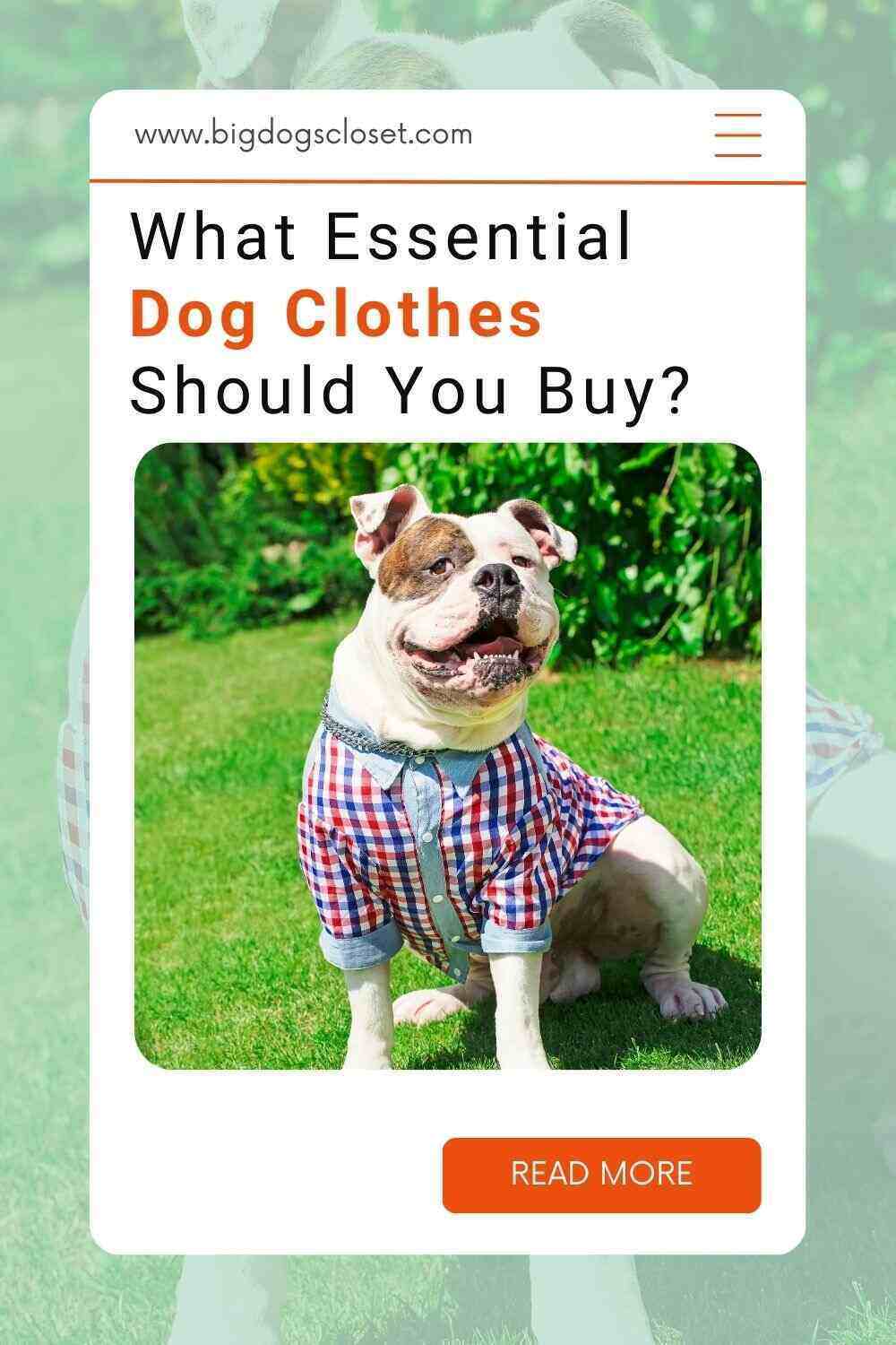 what_essential_dog_clothes_should_i_buy