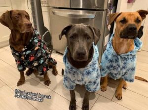 3 big dogs wearing pajamas