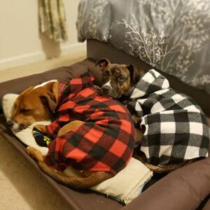 dog sleeping wearing pajama to keep them warm in cold nights