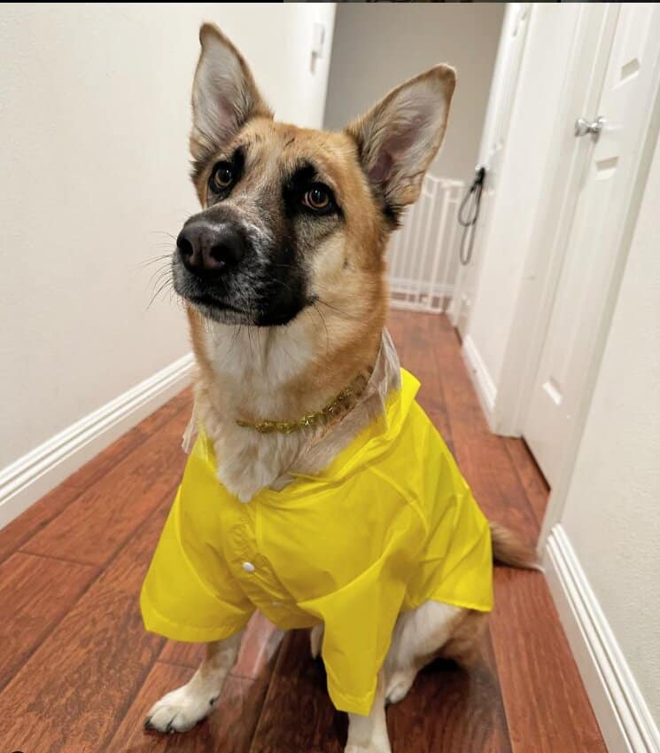 German Sheperd Wearing Large Raincoat for dogs