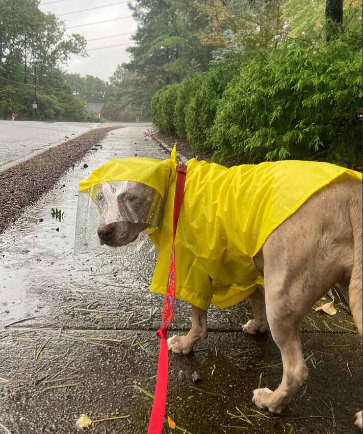 Pitbull wearing lighweight raincoat 