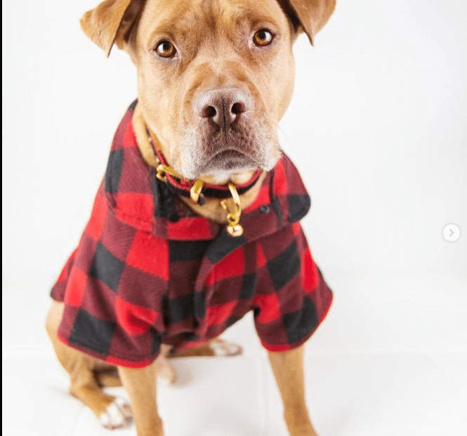 Pitbull wearing perfect fir dog pajama