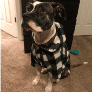 Dog wearing black and white dog pajama for big dogs