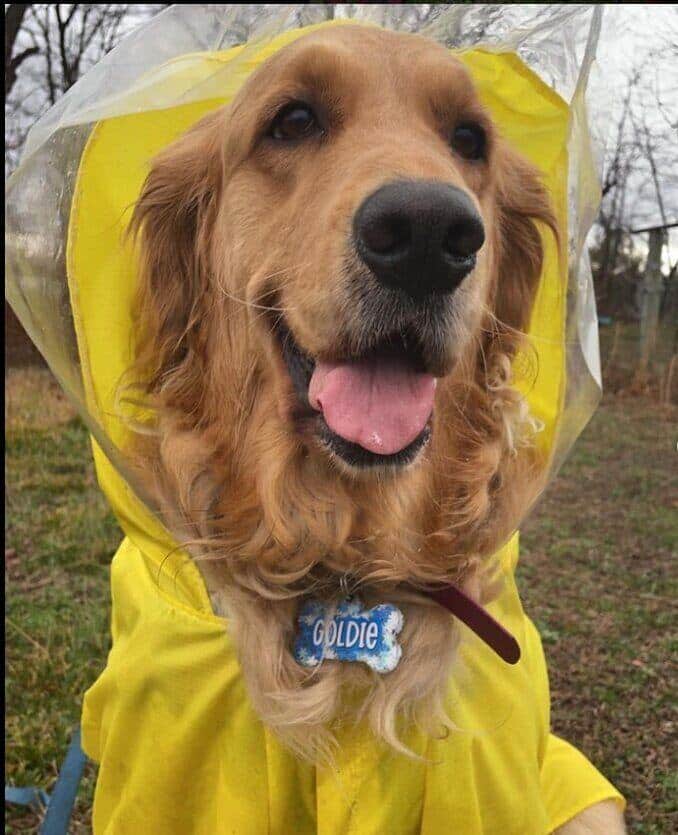 Smiling Golden Retriever Wearing Large Raincoat for Dogs