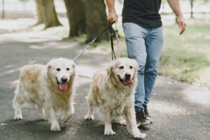 walking with dogs