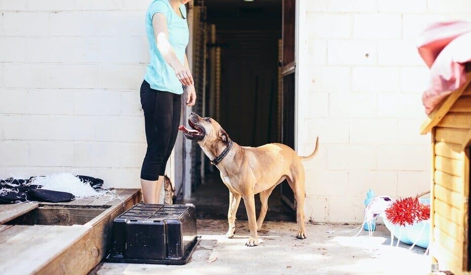 big dogs in apartment