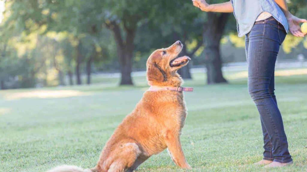 Dog Exercise outdoor