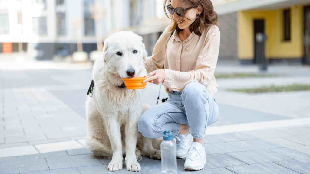 Dog drinking water during exercise