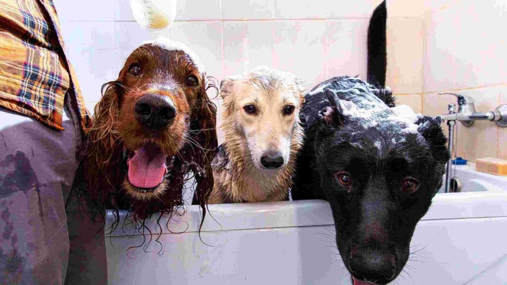 Bathe your dog. It's a good idea to bathe your dog regularly, especially in the summer months when they're running around outside and getting dirty. 