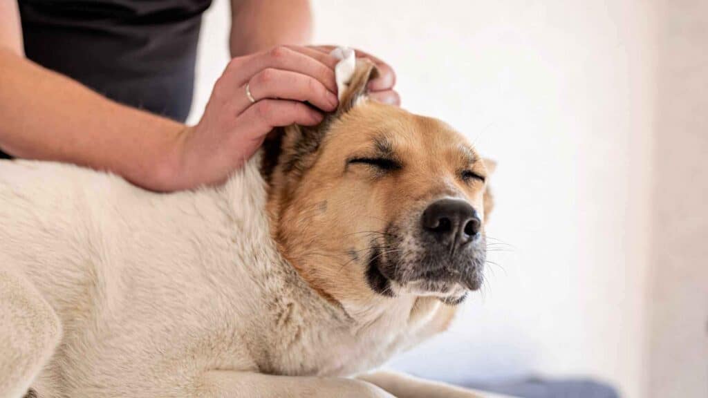 Clean their ears regularly to prevent infections and irritation from yeast buildup or dirt in the ears that can cause discomfort for your dog during the hot sun when it can be hard for them to cool down.