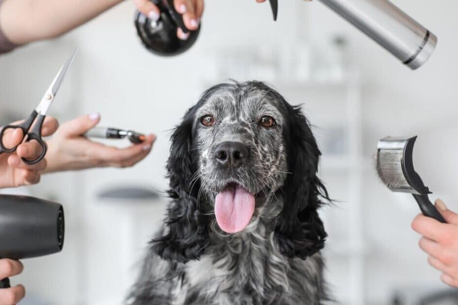 Essential Summer Grooming Tips For Big Dogs