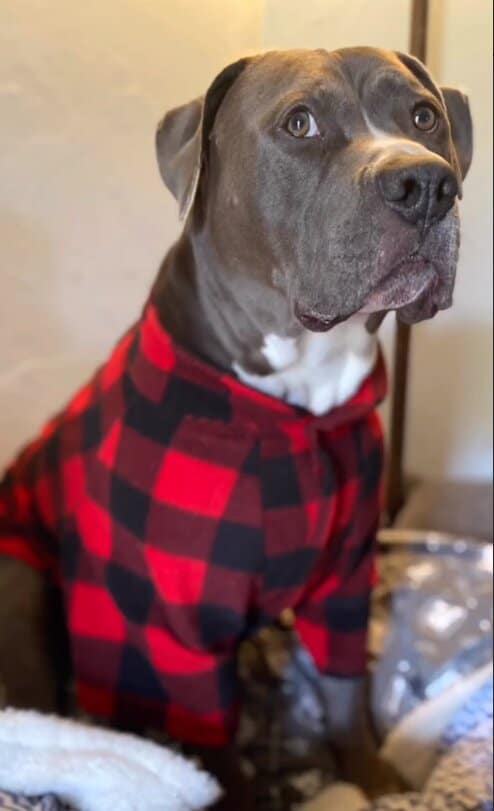 DOg Pajamas Pitbull