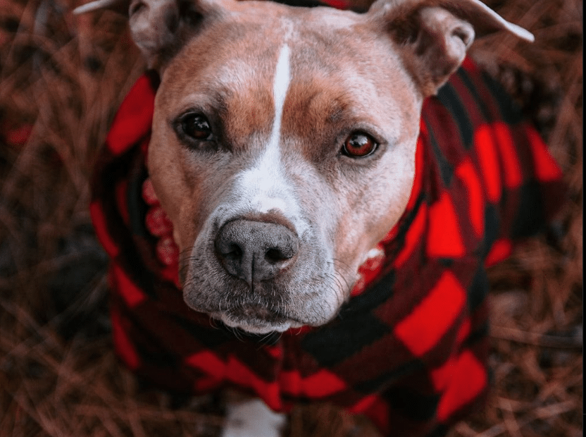 pitbull wearing dog pajama for big dogs in fall