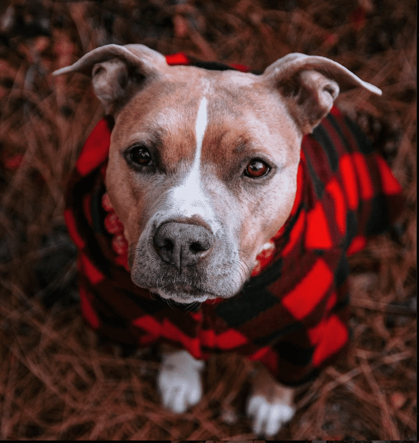 Dog pajamas store for big dogs