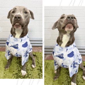 Embroidered Dog Shirt